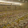 Aturdimiento con gas en pollos de engorde