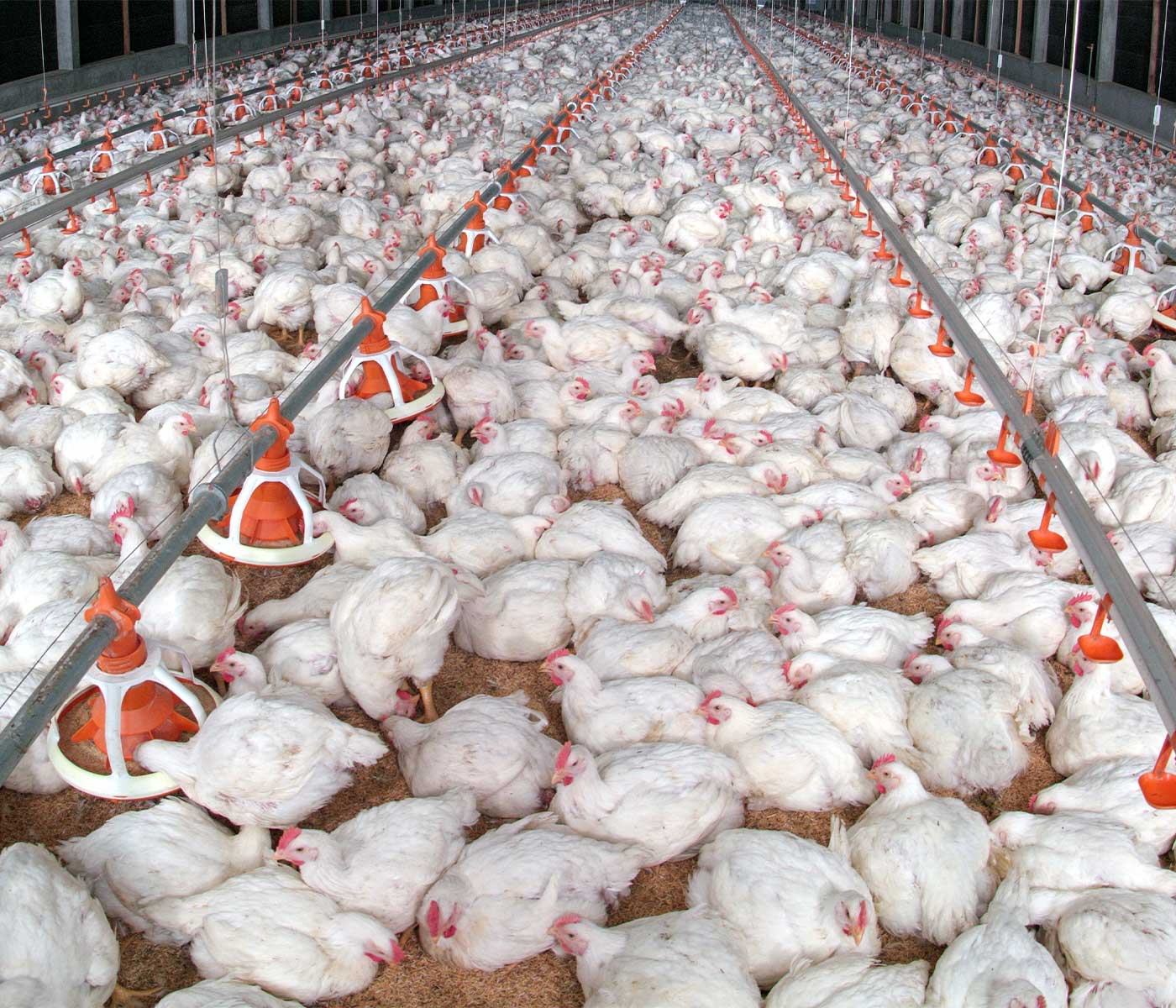 Pengilang makanan ayam Malaysia didenda kerana penetapan harga haram