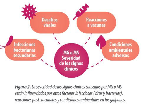 micoplasmosis 