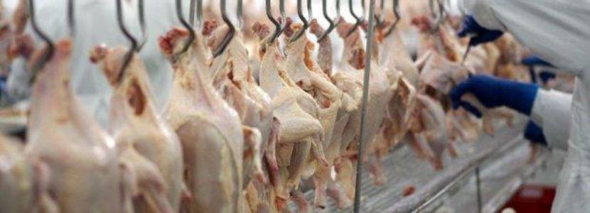 frango halal exportações setembro