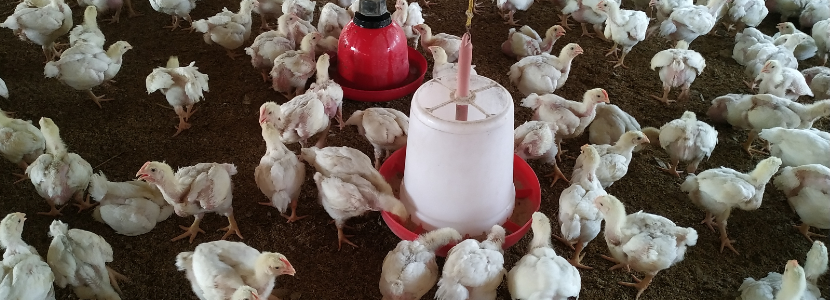 Guatemala-garantiza-abastecimiento-precios-productos-avícolas