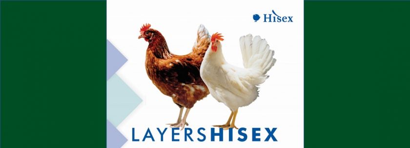 Hisex