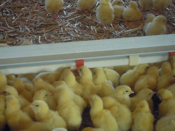 The importance of monitoring chick water usage