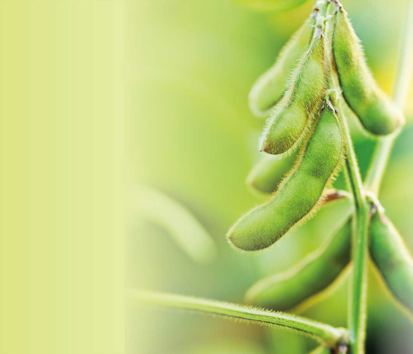 Composición química, valor energético y calidad de la proteína del haba de soja procesada