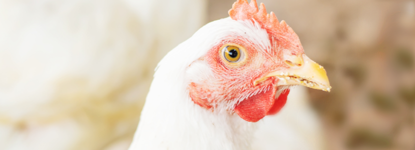 Colombia: Tres avícolas lideran entre las empresas más importantes de Santander
