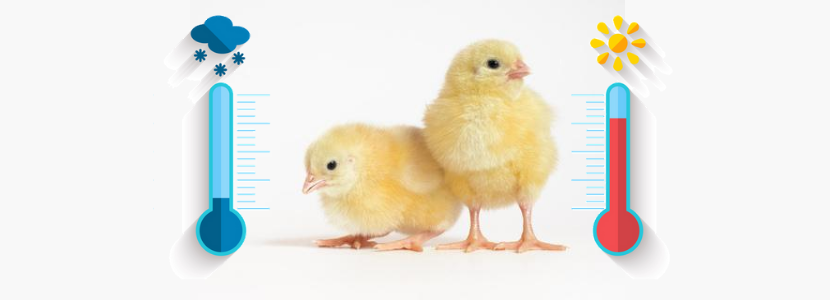 Há os que odeiam o frio e/ou calor… mas o que isso tem a ver com a avicultura?