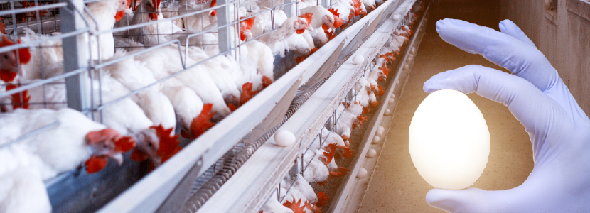 Manejo-productos-avícolas-evita-salmonelosis-humanos