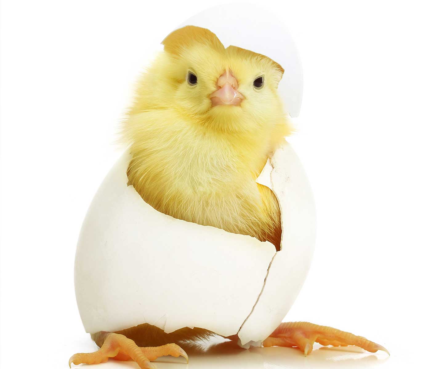 Determinación de la calidad de la cáscara en los huevos incubables