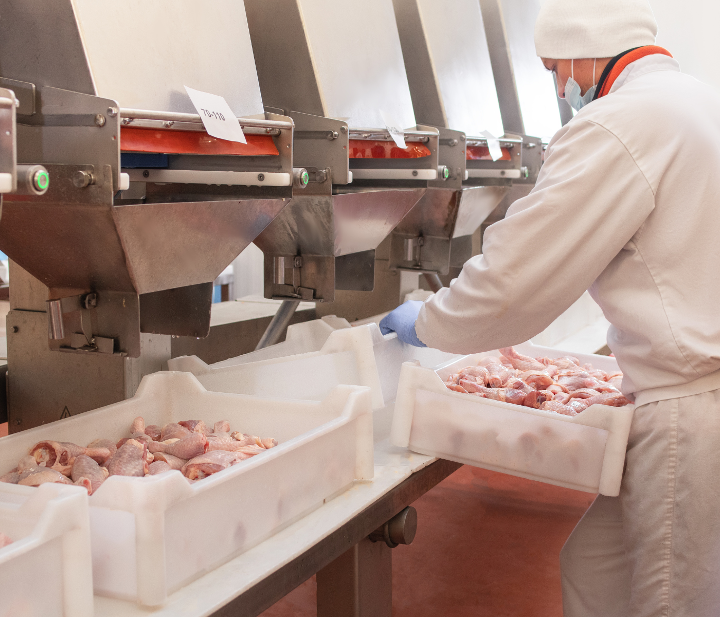 The impacts of comfort zone during chicken processing.