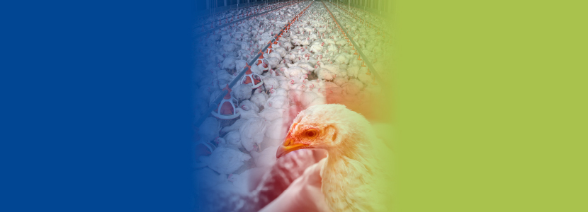 Importancia de las autovacunas o vacunas homólogas en el control de la bronquitis aviar