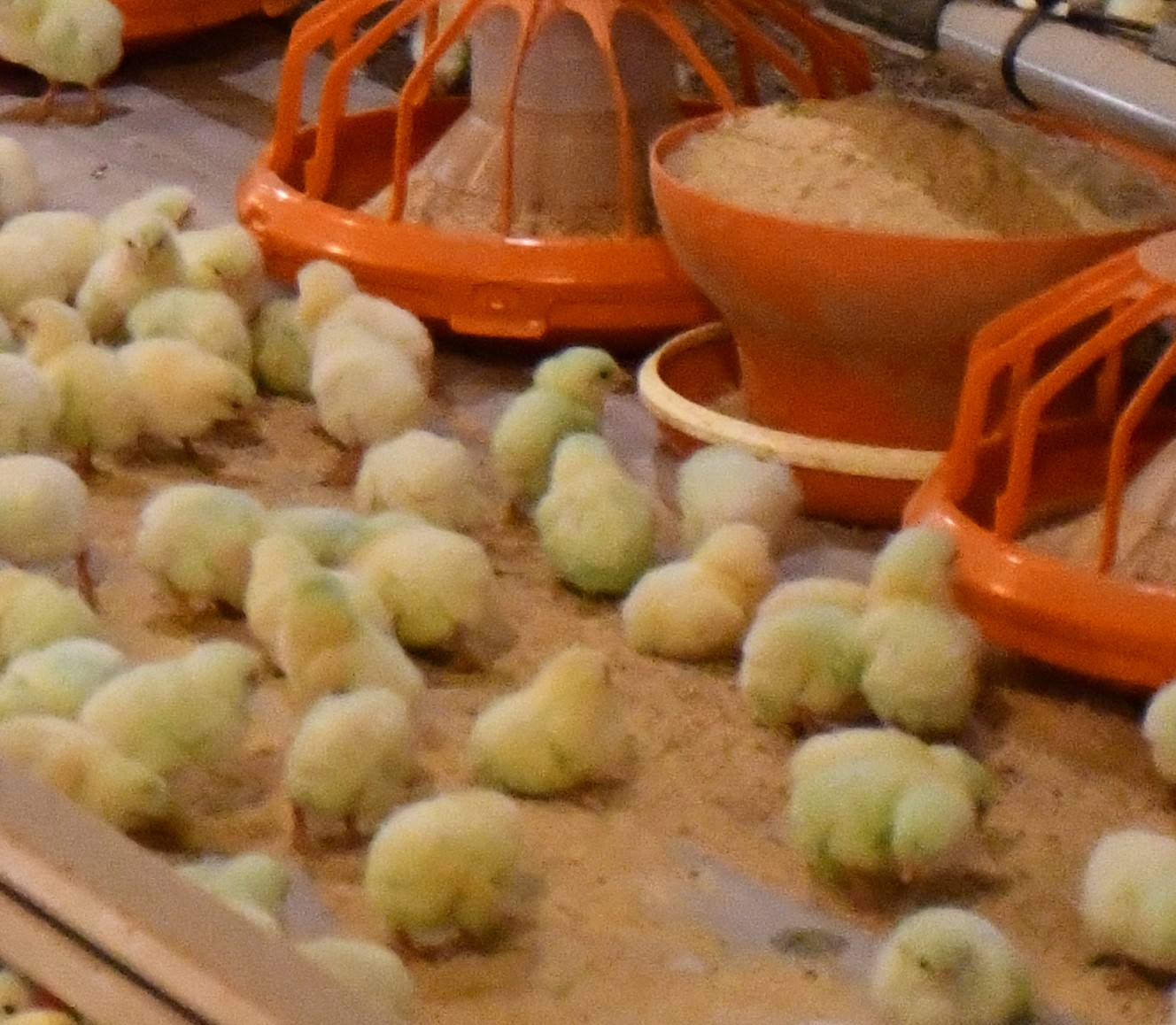The cyclic nature of chicks