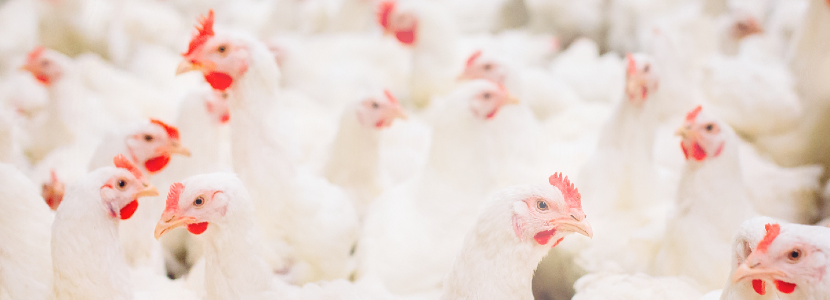 Industria- avícola-qué-se-espera-para-4-trimestre-2020