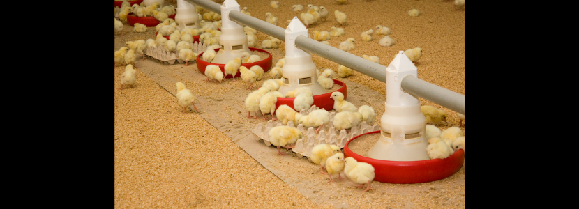 Manejo nutricional na avicultura: fase inicial