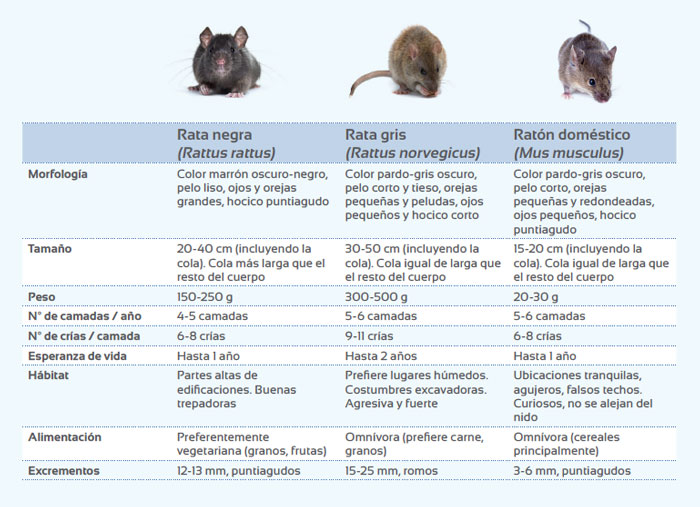 control de roedores bioplagen 