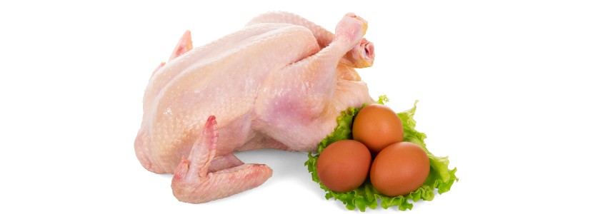 El-Salvador-Autosuficiente-producción-pollos-huevos