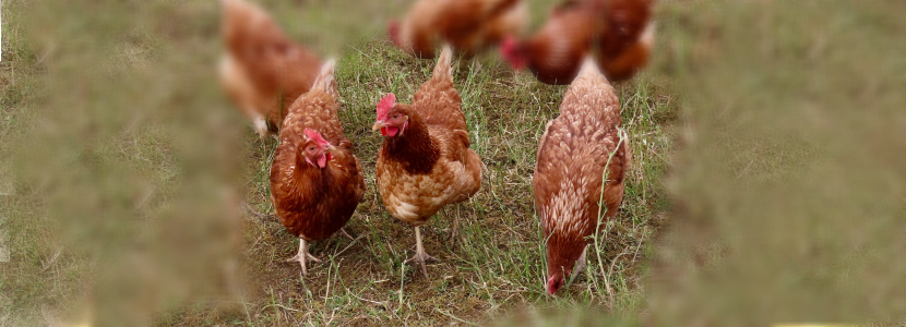Francia prohibe construir nuevas granjas de gallinas en jaula