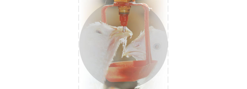 Cloración del agua durante la producción avícola