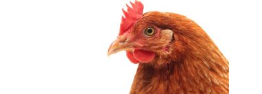 Imagen Revista Beak treatment: Following the current market situation