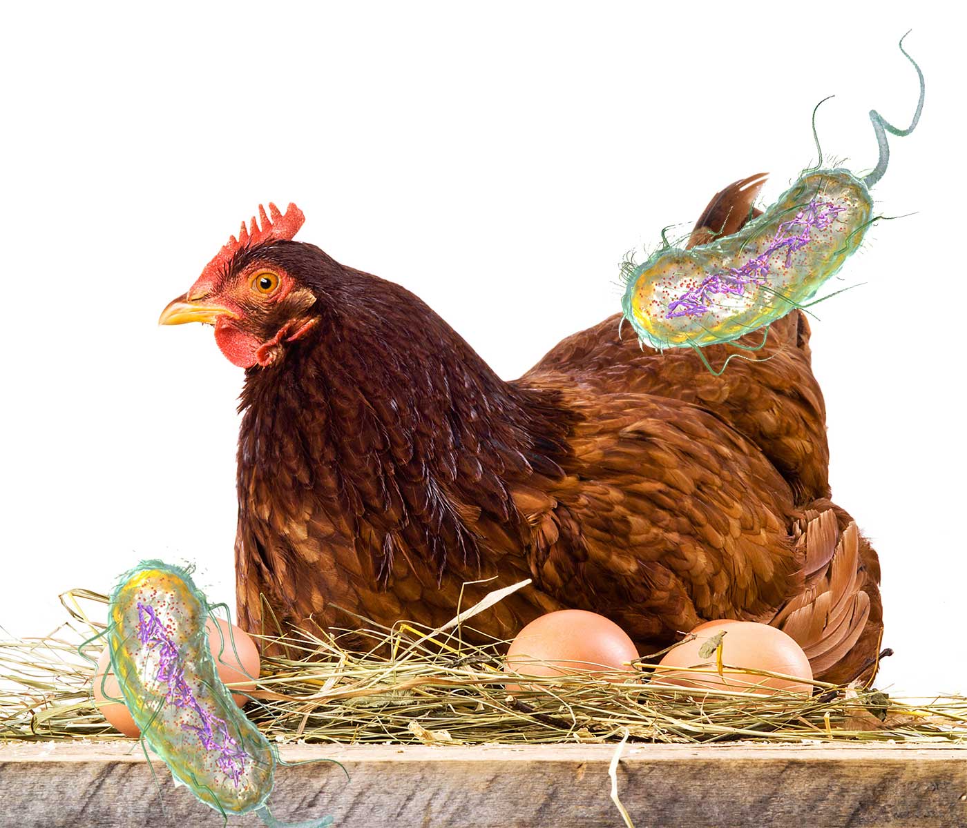 Reduciendo la colibacilosis aviar mediante la vacunación
