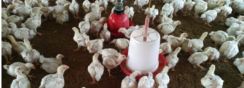 Honduras-permanece-abastecido-productos-avícolas-tras-ETA