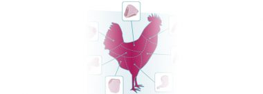 Imagen Revista Meat quality problems: Muscle myopathies in chicken
