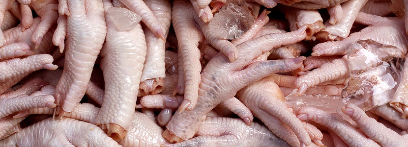 Lesiones de Almohadilla Plantar en pollos de importancia