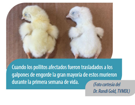 patología avícola