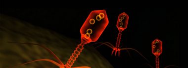 Imagen Revista Current views of phage therapy in poultry production