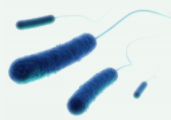 Biomin bacterias