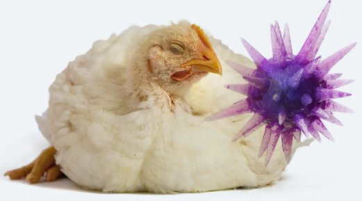 Laringotraqueíte infecciosa das galinhas: pela 1a vez no Brasil, pesquisador realiza sequenciamento do genoma completo do vírus