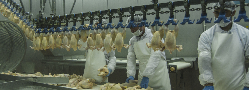 ALA-IICA-publican-Manual-buenas-prácticas-para-sector avícola-covid