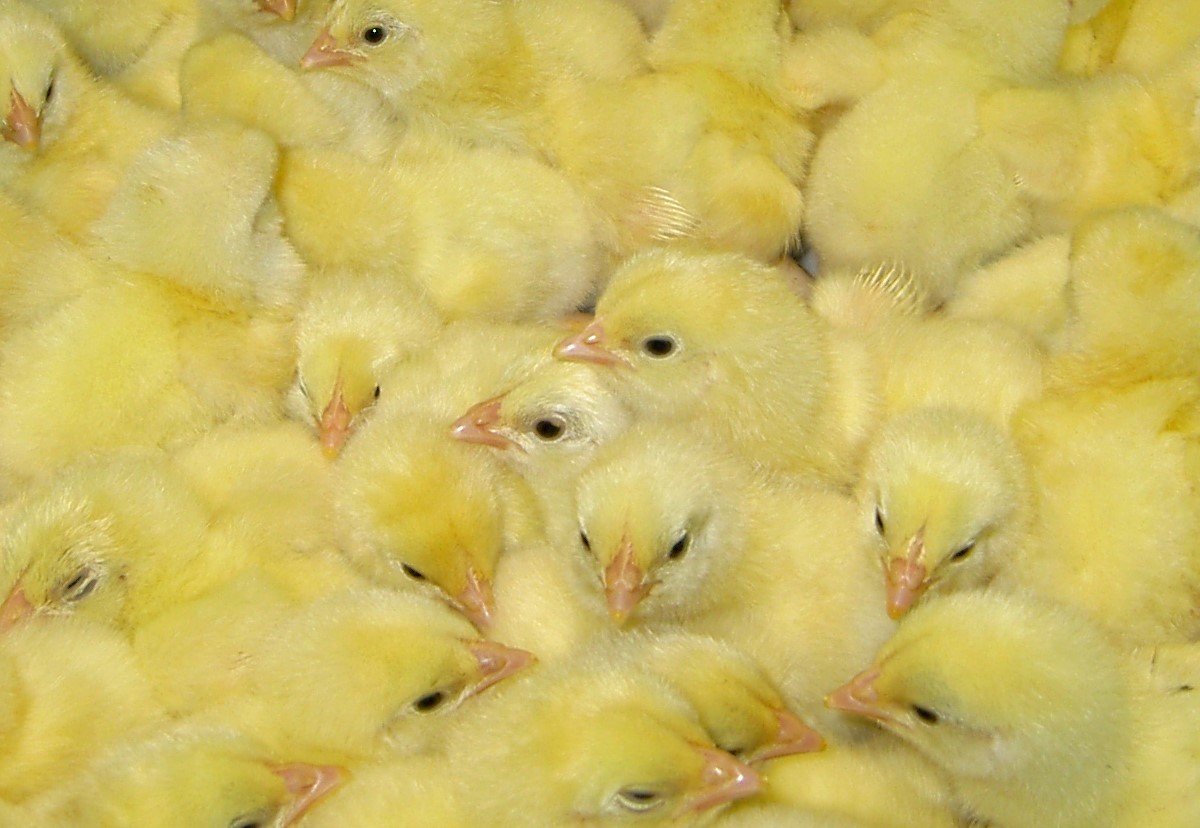 Preventing infection, dehydration helps ensure good chick quality