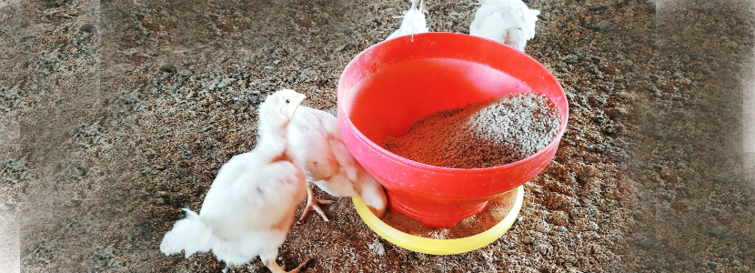 Venezuela-aumenta-precio-productos-avícolas-alza materias-primas