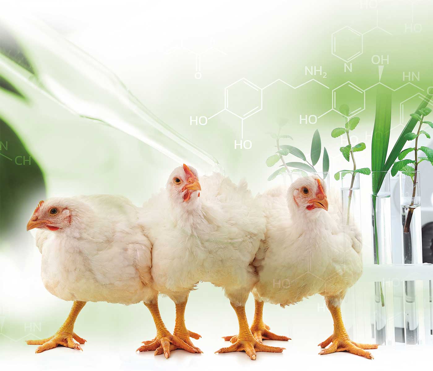Salud Intestinal, la clave para el bienestar avícola