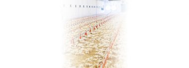 Imagen Revista Water consumption and the cyclical nature of chicks.