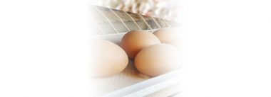 Imagen Revista A new scenario in controlling costs in different egg production systems