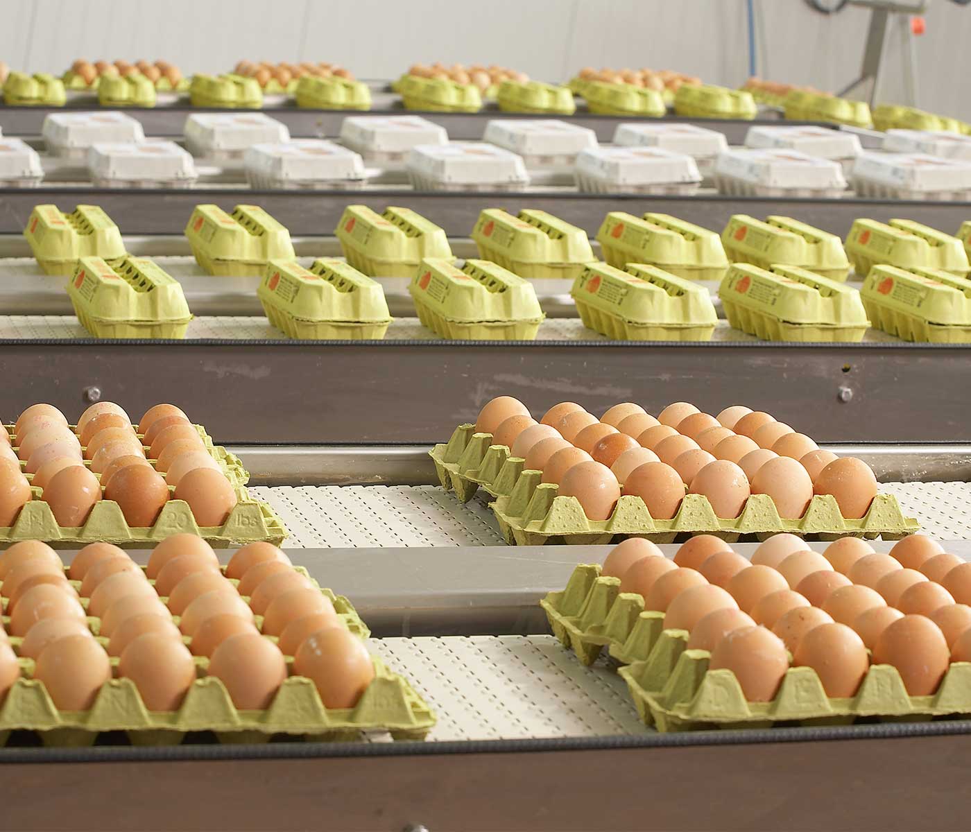 Un nuevo escenario en el control de costes de producción de huevos