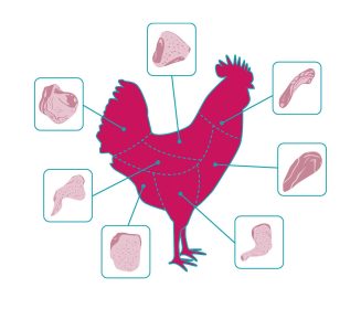 Imagen Revista Problemas de calidad: Miopatías en pollos