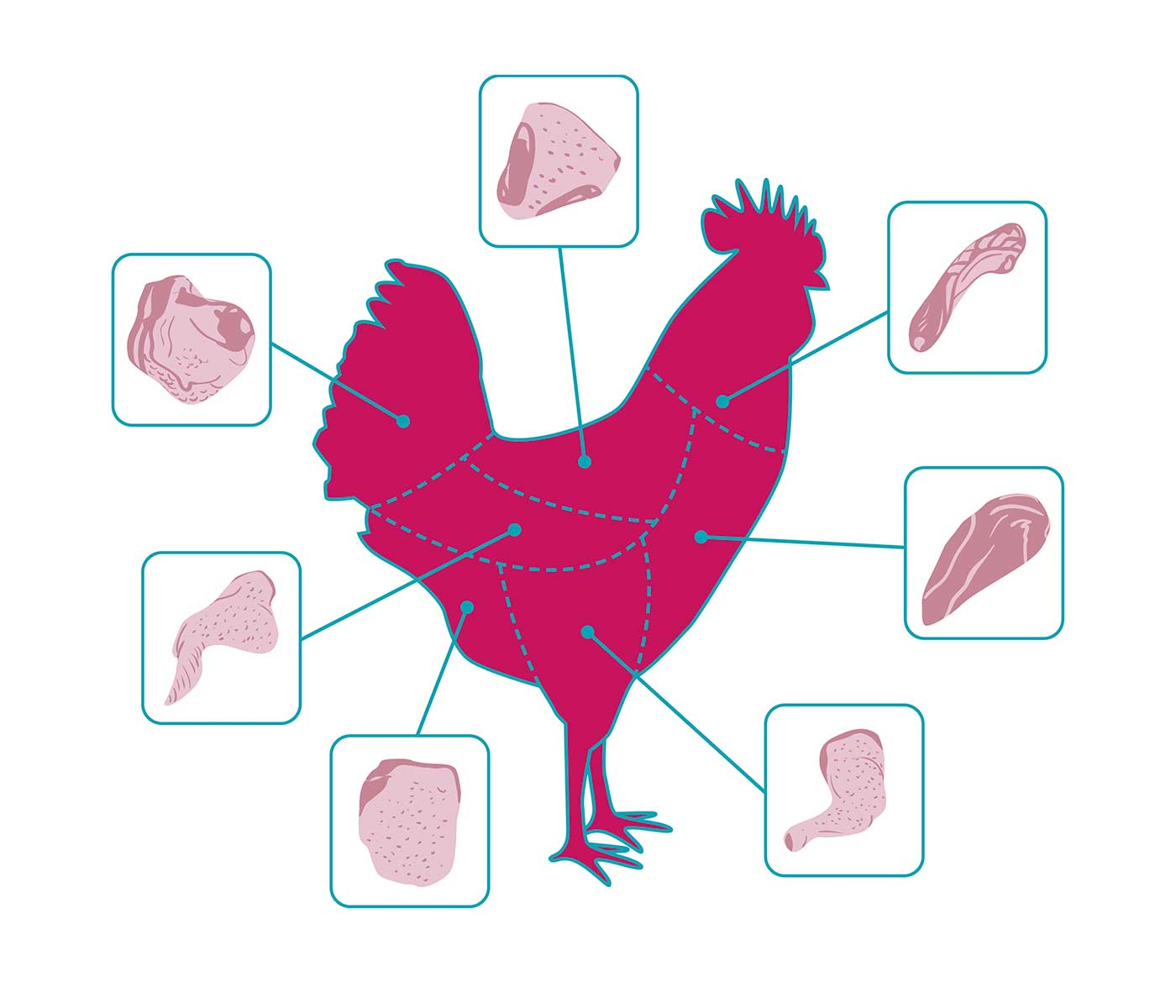 Problemas de calidad: Miopatías en pollos