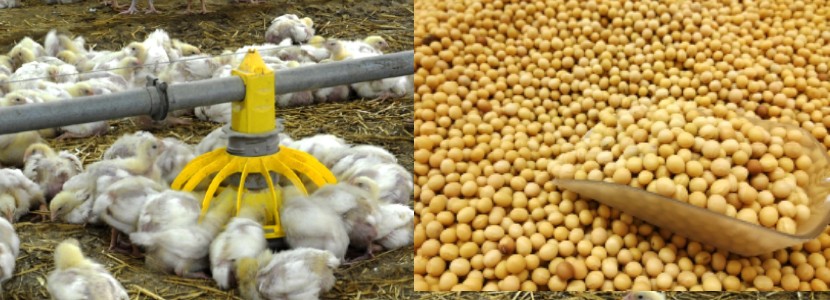 Avicultores bolivianos: Desacuerdo en restricción a exportación de soja