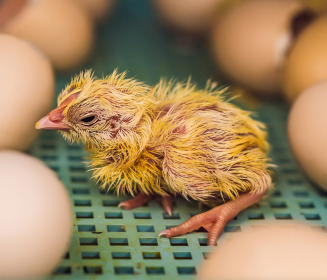 Imagen Revista Discarded chicks: Source of information to improve hatching performance