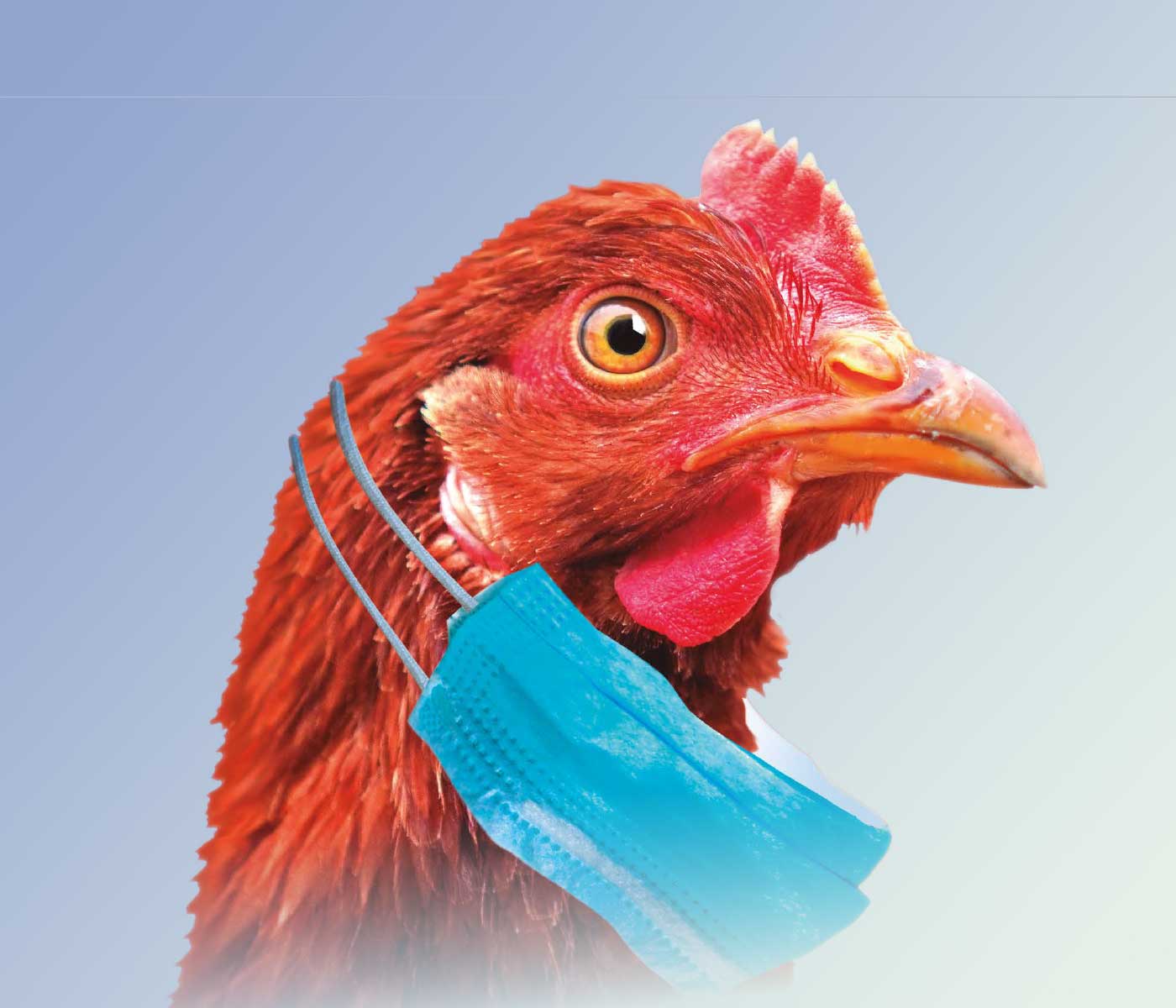 Biocidas en avicultura: Limpieza y desinfección