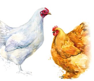 Imagen Revista European Chicken Commitment y la segmentación del mercado avícola europeo