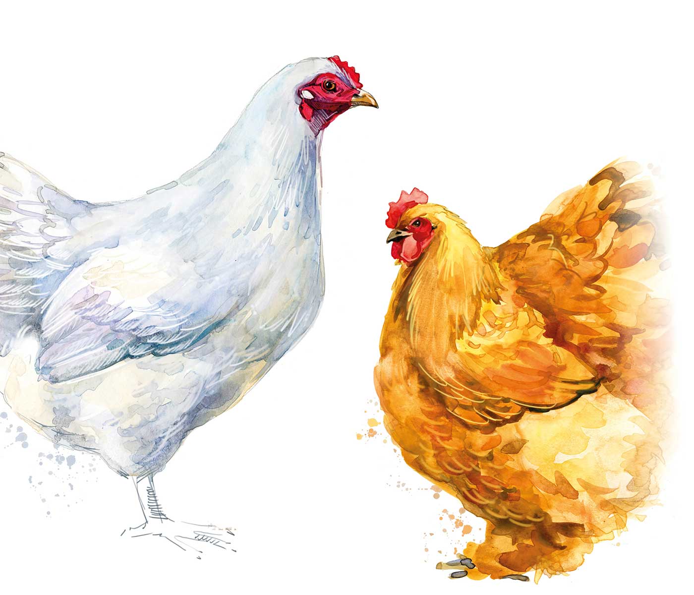 European Chicken Commitment y la segmentación del mercado avícola europeo