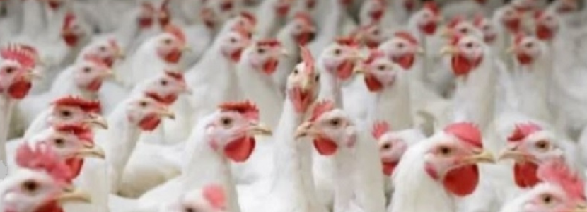 Proyecciones evidencian cifras positivas para avicultura brasileña al cierre de este 2020