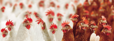 Imagen Revista Poedeiras: uma Visão Geral dos 60 anos dos experimentos de Performance de Aves da Carolina do Norte