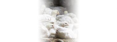 Iamgen Revista Ventilating poultry houses on foggy days