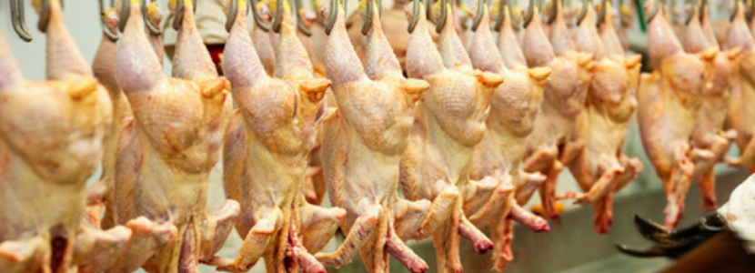 carne de frango exportações