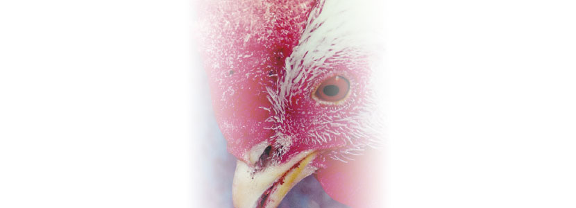 Importancia de la acumulación y eliminación de las micotoxinas en el organismo de las aves