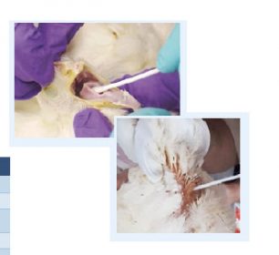 diagnóstico clínico avicultura